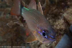 BD-140314-Padre-Burgos-2006-Ostorhinchus-fleurieu.-Lacepède.-1802-[Bullseye-cardinalfish].jpg